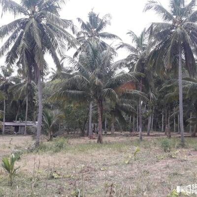 3 Acres Of Land Available For Sale In Pavatamadu Puttalam