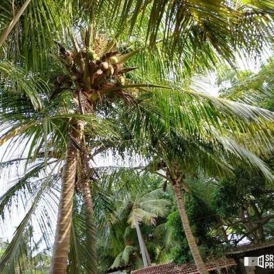 3 bedroom house for sale situated on 4 acres of land 1 km from Suzhipuram Post Office.