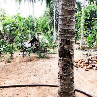 4000squarefeet house 5 rooms downstairs New House with 11 Area plot in Vavuniya Maharambaikulam